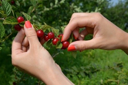 Hands of the woman gathering felt  Chinese  cherryの写真素材