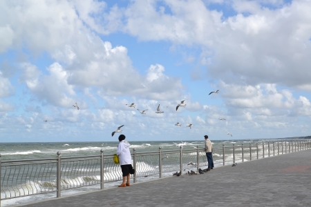 People watch seagulls on the bank of the Baltic Seaの写真素材
