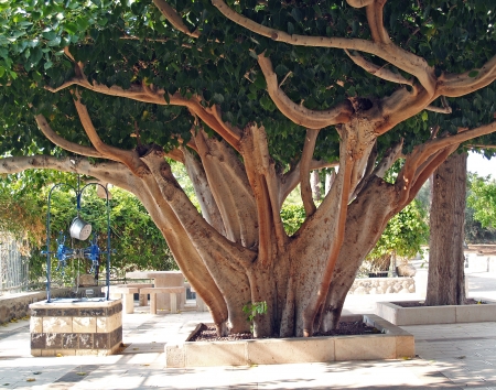 Ficus religious, Sacred fig  Ficus sacred , Ficus religiosa Lの写真素材
