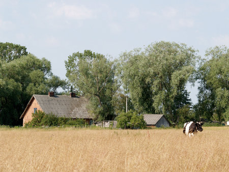 Rural landscapeのeditorial素材