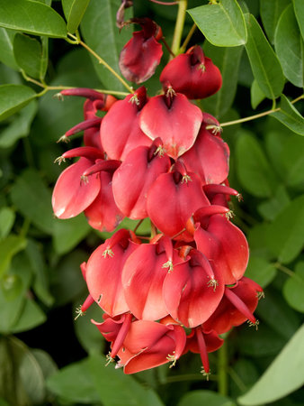 Flowers of a coral tree (Erythrina corallodendron L. )の写真素材