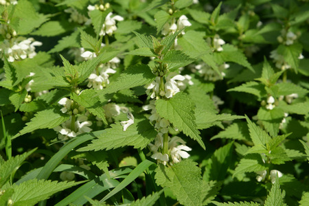 Yasnotka white (deaf nettle) (Lamium album L. )の写真素材