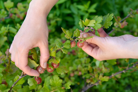 Hands of the woman collecting a gooseberryの写真素材