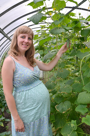 The pregnant woman breaks a cucumber in the greenhouse
の写真素材