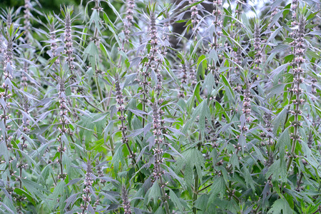 Thickets of a motherwort  shaggy five-bladed (Leonurus quinquelobatus L. )の写真素材