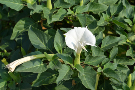 Blossoming dope Indian (Datura inoxia Mill. )の写真素材
