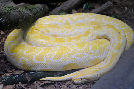 The tiger python is included in the International Red List.の写真素材