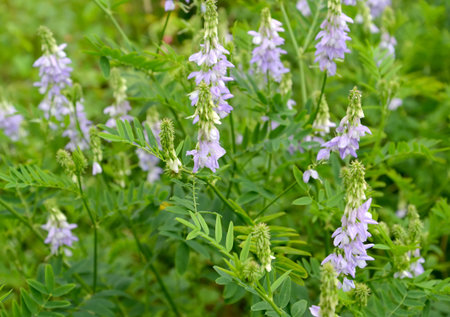 The blossoming a galega a medicinal (goat rue) (Galega officinalis L.)