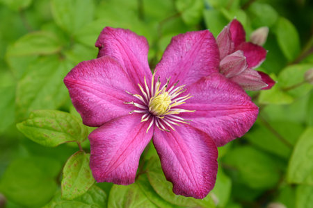 Pink flower of a klematis (Clematis), grade from Lanuginoz's group
