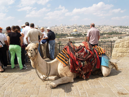 Camel the dromedary with a body cloth for driving of tourists on an observation deck in Jerusalem, Israelのeditorial素材