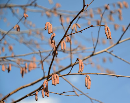 The blossoming common hazel (hazel grove), form purple. Corylus avellana (L.) H.Karst. "Purpurea"の写真素材