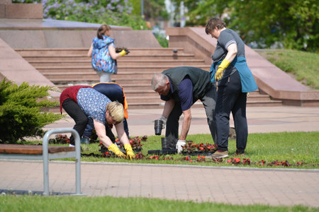 KALININGRAD, RUSSIA - MAY 16, 2015: Gardeners land flower seedling in the city squareのeditorial素材