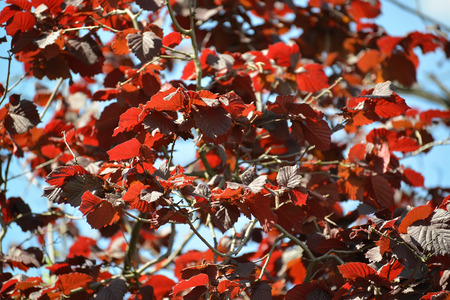 Branches and leaves of a filbert of an ordinary form purple (Corylus avellana (L.) H.Karst. f. Purpurea), lit with the sunの写真素材