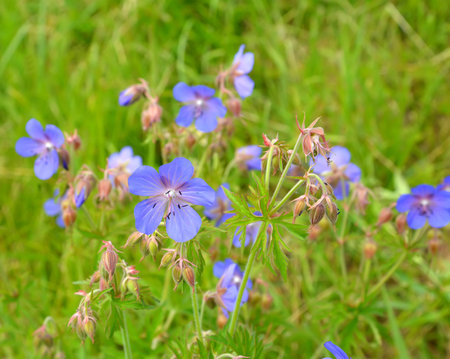 The blossoming geranium meadow (Geranium pratense L.)の写真素材