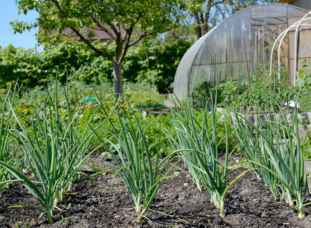 The green onions grow in a kitchen garden on the seasonal dachaの写真素材