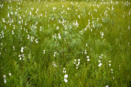 Northern bog with the blossoming cotton grassの写真素材
