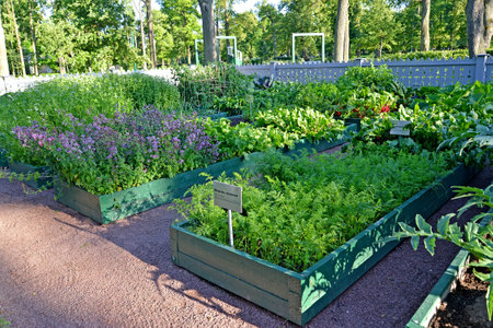 PETERHOF, RUSSIA - JULY 24, 2015: A view of a kitchen garden for imperial children. Alexandria parkのeditorial素材