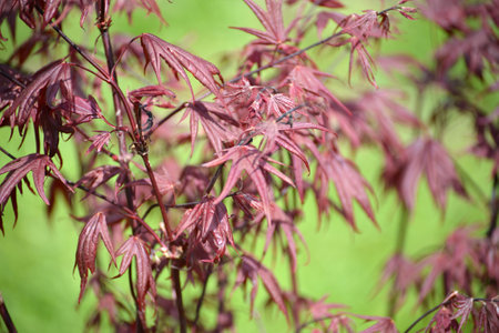 Maple genevey of "Bloodgood" (Acer palmatum (Thunb.) Thunb.), saplingのeditorial素材