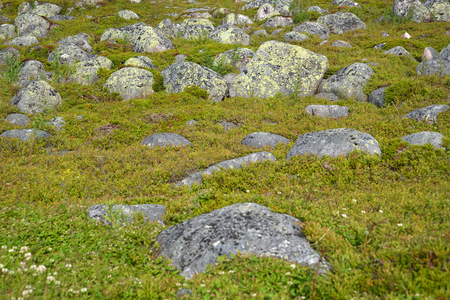 Scatterings of stones in the tundra in the north of the Kola Peninsulaの写真素材