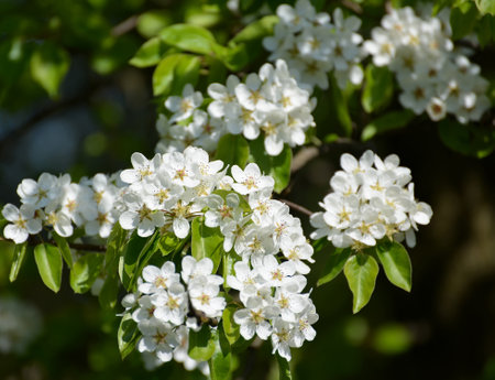 Flowers of a pear ordinary (Pyrus communis L.), close upのeditorial素材