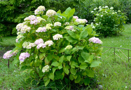 Bush of the blossoming hydrangea (Hydrangea L.) in a garden