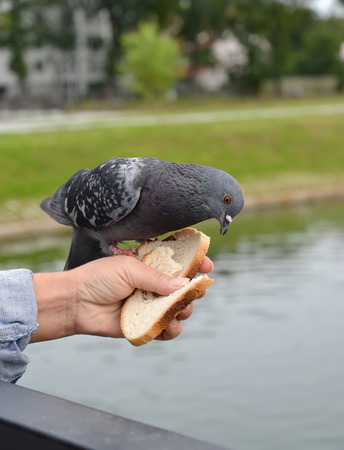 The blue rock pigeon (Columba livia Gmelin) sits on a hand and pecks bread against the background of a city pondの写真素材