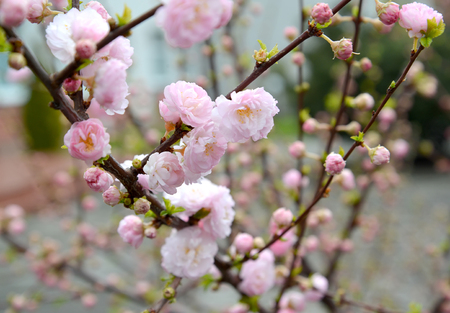 Almonds three-blade (Prunus triloba Lindl.), branches with flowersの写真素材