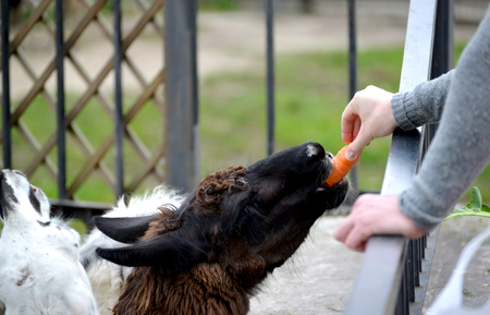 The man feeds a lama (Lama glama Linnaeus) with carrot in a zooの写真素材
