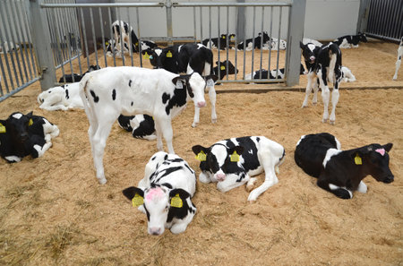 KALININGRAD REGION, RUSSIA - MAY 28, 2019: Calfs of the  Holstein-Friesian breed lie in the room of a farmのeditorial素材