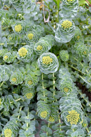 Blossoming of a rhodiola pink (Rhodiola rosea L.)