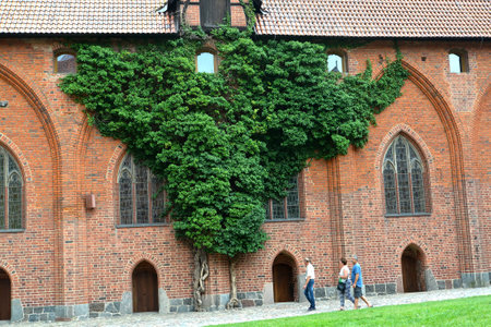 MALBORK, POLAND - AUGUST 24, 1918: Old plants of an ivy ordinary (Hedera helix L.) on a brick wall of the lockのeditorial素材