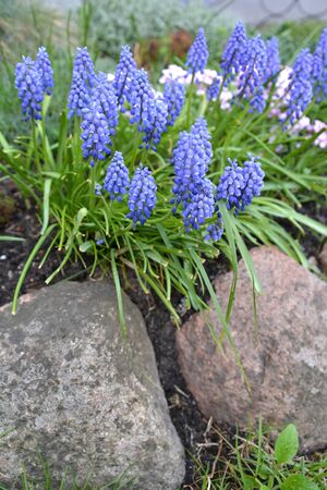 The gimmick onions are bungled (Muscari botryoides (L.) in the framing of stones on an alpine slideの写真素材