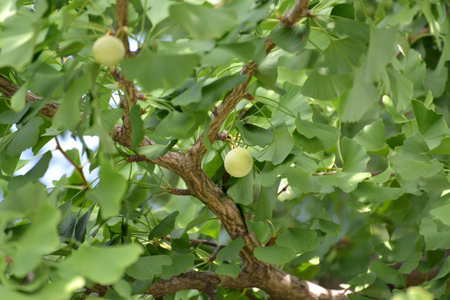 Ginkgo biloba L. fruit among foliage