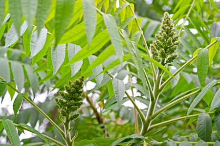 The flowering of tannic sumach (Rhus coriaria L.). Inflorescences with pistil flowers