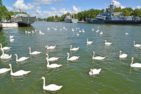 BALTIYSK, RUSSIA - JULY 23, 2020: A flock of thorn swans in the Baltic Strait against the backdrop of warships. Kaliningrad regionのeditorial素材
