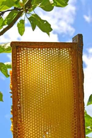 Frame with bee honeycombs on the background of the blue sky