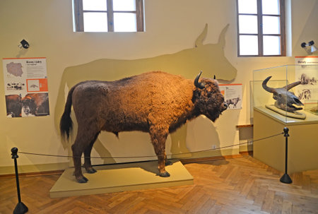 KVIDZYN, POLAND - AUGUST 25, 2018: A stuffed European bison (Bison bonasus Linnaeus) in the exposition of the Department of Nature. Castle Museum. Polish textのeditorial素材