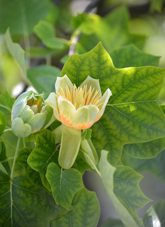 Tulip lyriodendron flowers (tulip tree) (Liriodendron tulipifera L.)の写真素材