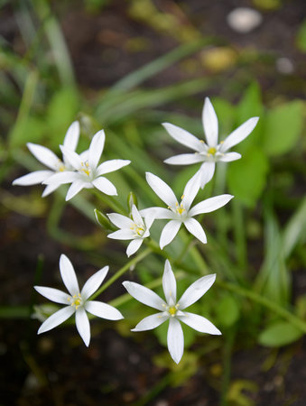 Poultry farmer (Ornithogalum L.), white flowers
