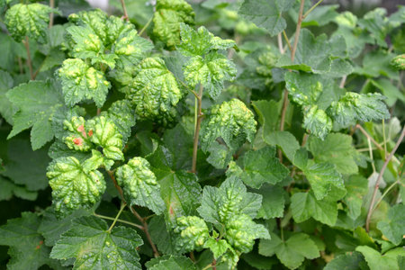 Red currant bush affected by gall aphid (Cryptomyzus ribis)