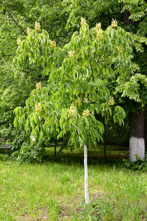 Horse chestnut yellow (Aesculus flava Sol.). General appearance