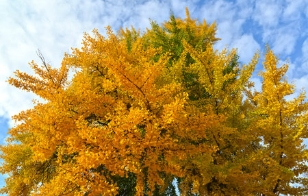 Ginkgo biloba L. on an autumn day