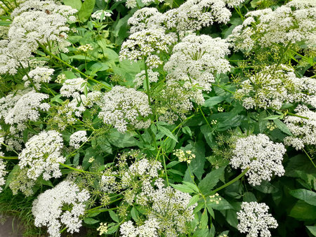 Thickets of flowering scythe (Aegopodium podagraria L.)