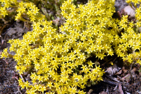 Flowering ochreus acrid (Sedum acre L.)の写真素材