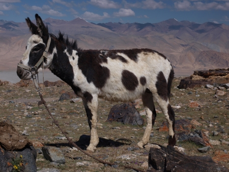 donkeyの写真素材