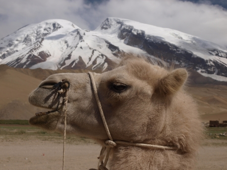 camelの写真素材