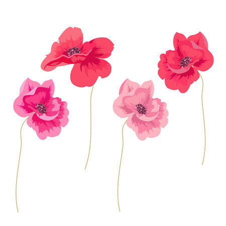 Set of poppies isolated on white background. Vector illustration.のイラスト素材