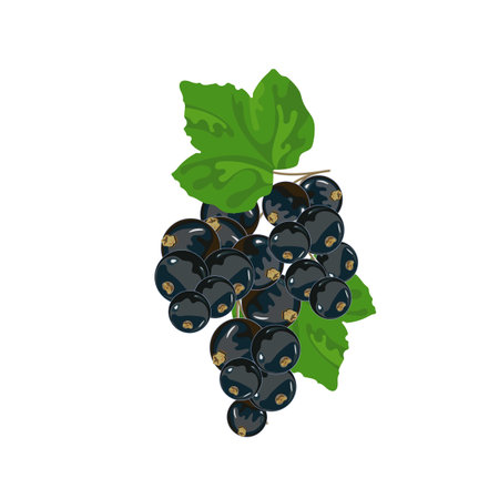 Bunch of black current with green leaves. Vector illustration.のイラスト素材