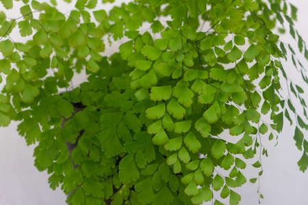 Adiantum radianum grown in pots in indoor spaces, also called moringa root, is a type of suplir that is quite popular as a table or small garden ornamental plant.の写真素材