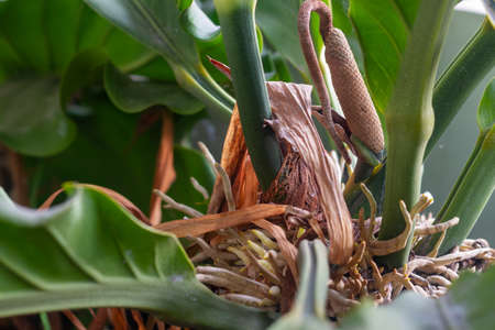 Anthurium plomanii belongs to the Araceae family, closely related to popular ornamental plants such as aglaonema, philodendron, ornamental taro, and allocation. In the family Araceae.の写真素材